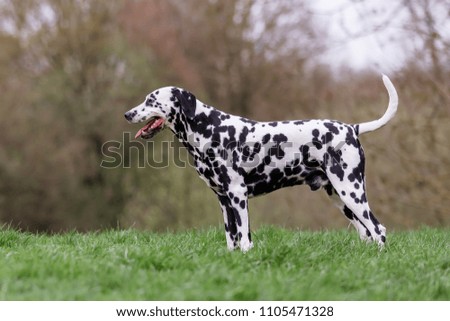 portrait picture of a Dalmatian dog who stands on a meadow