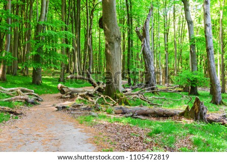 picture of a forest path in the Jasmund National Park, Ruegen, Germany