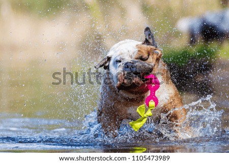 picture of an English bulldog who plays with a toy in a lake