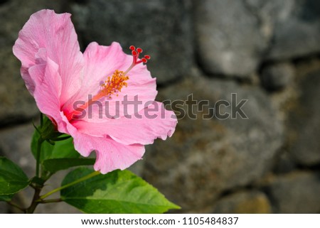 Close up of a beautiful pink hibiscus flower growing in front of a rock wall, Hawaii
