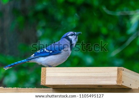 a blue jay sits on a bird feeder