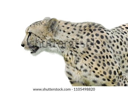 side of cheetah face white backdrop