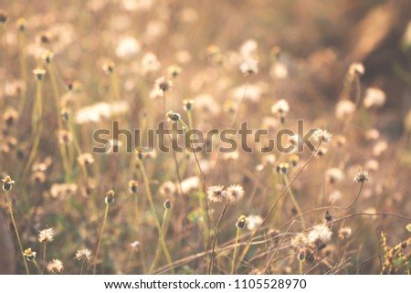 Colorful flowers grass made with gradient for background,Abstract,texture,Soft and Blurred style.postcard.