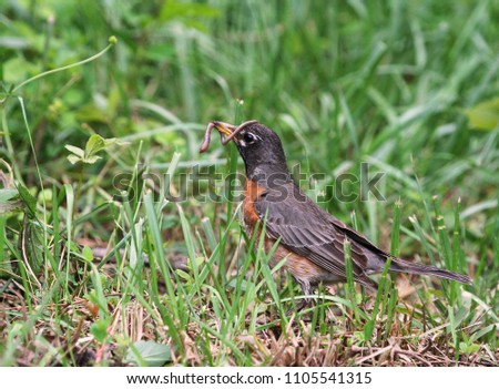 
American Robin with a Worm Wrap