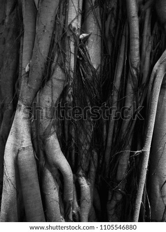 Tree vintage background black and white texture