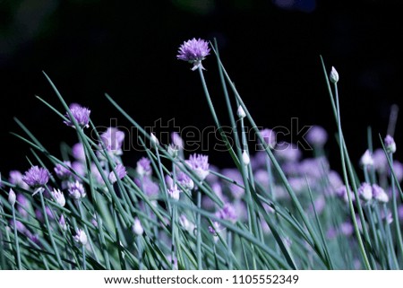 A close artistic look at flowering chive herb plants on a windy day