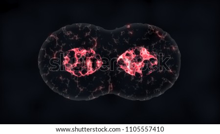 Binary fission cells division 
 Royalty-Free Stock Photo #1105557410