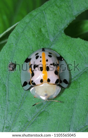Spotted tortoise beetle, Aspidimorpha miliaris, Chrysomelidae cute and colorful on green leaf habitat.