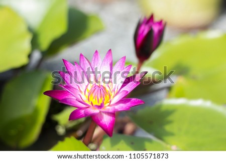 Lotus for uposatha day or make merit.