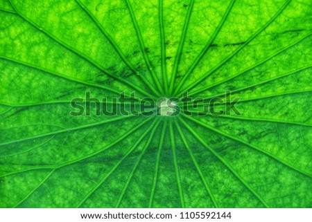 Close-up of a lotus leaf.