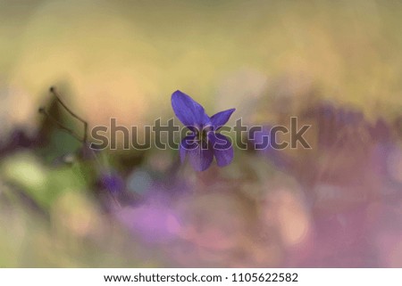 Viola odorata (wood violet, sweet violet, common violet)