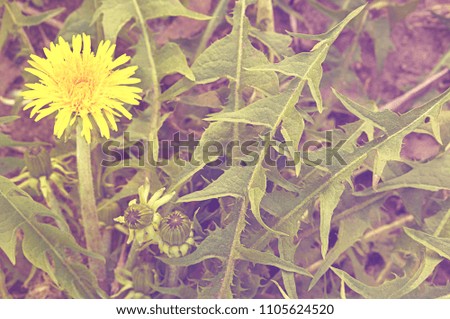 Postcard with a picture of a dandelion flower