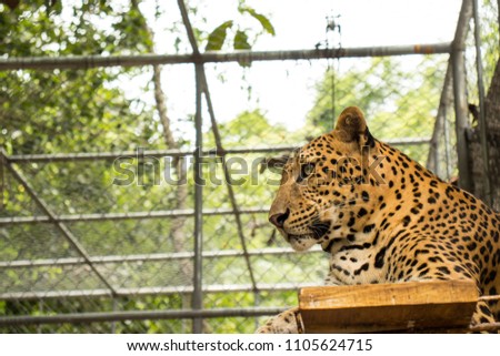 Close up of resting yellow leopard in the zoo.
