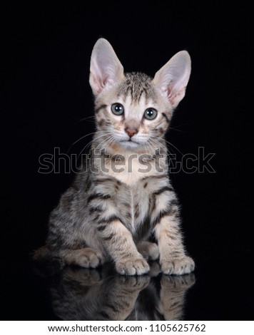 Cute striped kitten sitting on a black background