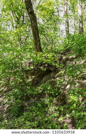 Large roots of trees in mountainous terrain are twisted among stones. The roots of trees growing on mountain slopes, Open roots of trees among rocks of rocks in struggle for life. wild nature