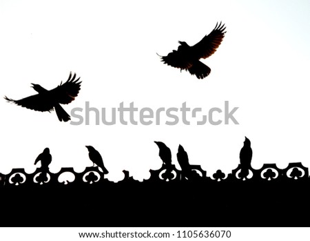 Some Indian crows sitting in a row , flying , playing , fighting enjoying freedom on the roof of a house black silhouette landscape, wallpaper space for copy paste text beautiful isolated