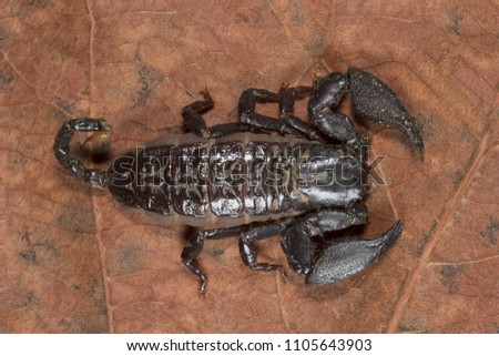 Scorpion, Liocheles nigripes, Hemiscopiidae Madhya Pradesh India