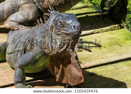 Head of an iguana ordinary close-up, wild animals.