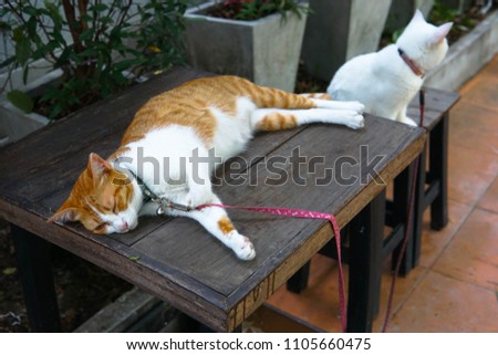 Relaxed cat sleep on the table.