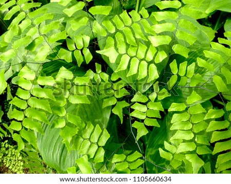 background of Fern leaves in bright green color with sun light 