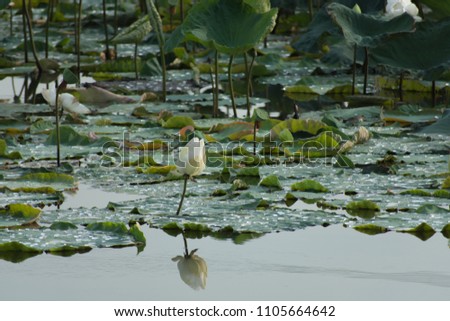 Beautiful white lotus photos