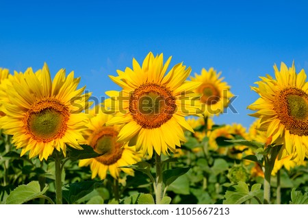 Yellow sunflowers grow in the field. Agricultural crops. Royalty-Free Stock Photo #1105667213