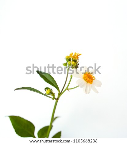 The Spanish needle flowers on a white background. 