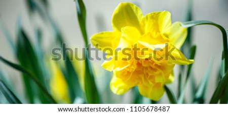 Yellow daffodil on natural green background in the garden, macro.Narcissus in vivo . Space for text