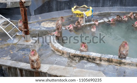 Snow Monkey in the Monkey Spa at Yunokawa Onsen, Hakodate, Japan, abstract of relaxing, cold and wet
