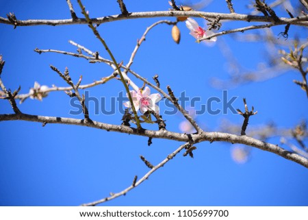 Almond blossoms in the province of Alicante, Costa Blanca, Spain