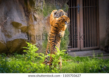 Two young malayan tigers standing on hind legs and fighting