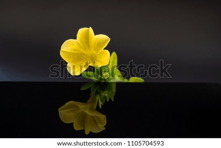 yellow flower with reflection in dark studio close up