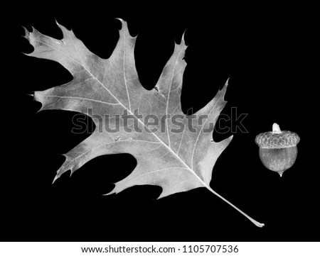Fallen leaf of oak and acorn. Isolated on black background. Negative picture.