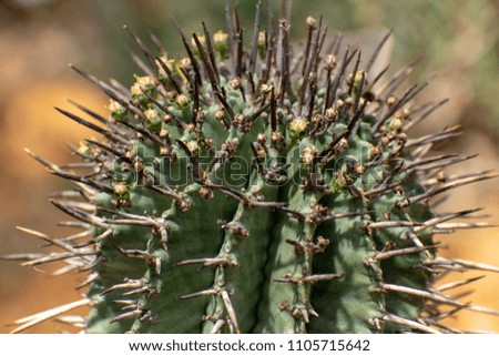 beautiful tropical cactus plant