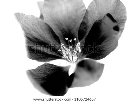 black and white flowers on a white background