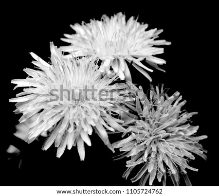 black and white flowers on a black background