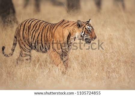 Beautiful tigress in the nature habitat. Tiger walk during the golden light time. Wildlife scene with danger animal. Hot summer in India. Dry area with beautiful indian tiger, Panthera tigris tigris