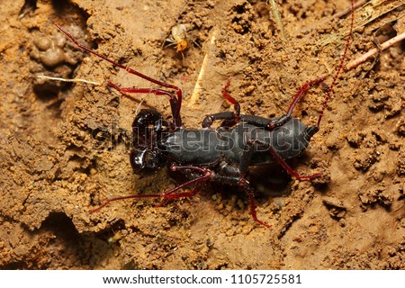 Whiptail scorpion or vinegar scorpion, Labochirus sp, Uropygi, Trishna, Tripura state of India
