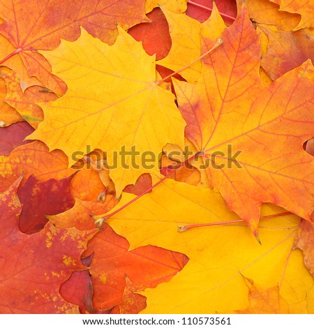 Autumn colorful background of maple leaves