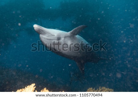Dolphin swimming with divers in the Red Sea, Eilat Israel a.e