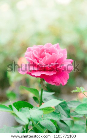 Pink rose flower in the garden.