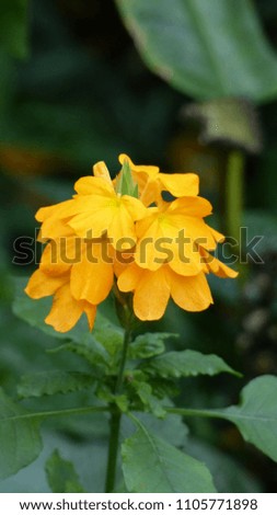 Yellow Crossandra flower, Acanthaceae family