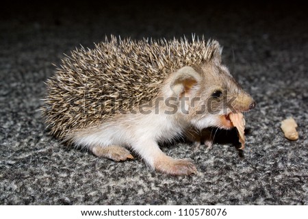 The small hedgehog on a carpet eats a meat slice