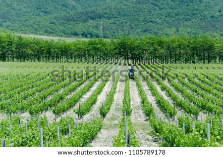 Beautiful vineyards that cultivate a tractor
