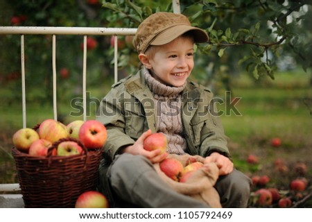 Little preschooler boy, helping with gathering and harvesting apples from apple tree, autumn time 
