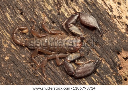 Wood scorpion, Liocheles sp, Hemiscopiidae, Jampue hills Tripura  India