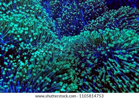 Green Toadstool Mushroom Leather Coral
(Sarcophyton sp.)