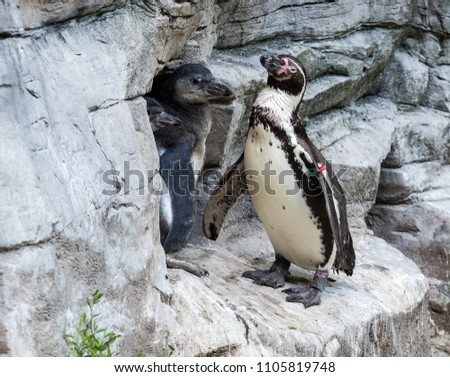Humboldt penguin (Spheniscus Humboldti) in the zoo
