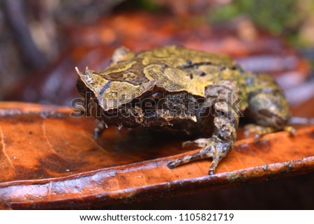 close up image of a Kinabalu Horned Frog