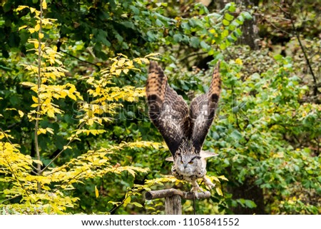 Eurasian eagle-owl, Bubo bubo 